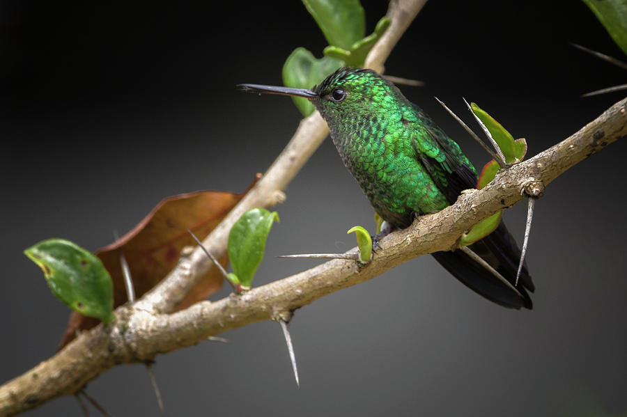 Western Emerald Hummingbird Jardin Botanico del Quindio Calarca Colombia Photograph by Adam Rainoff