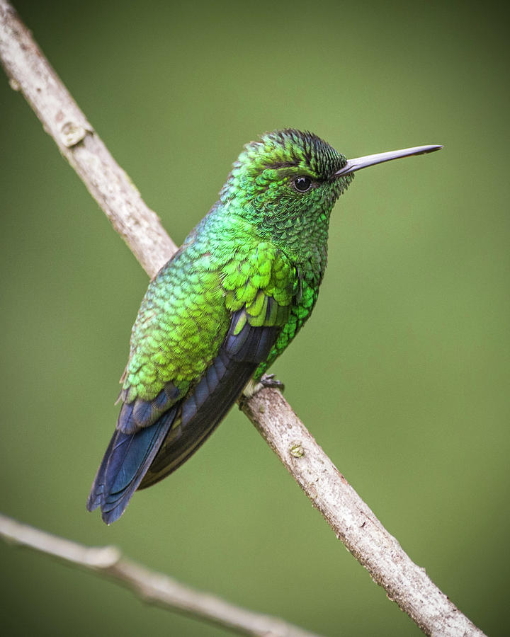 Western Emerald Jardin Botanico del Quindio Calarca Colombia Photograph by Adam Rainoff
