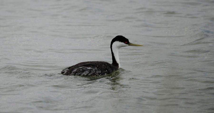 Western Grebe Photograph by Whispering Peaks Photography