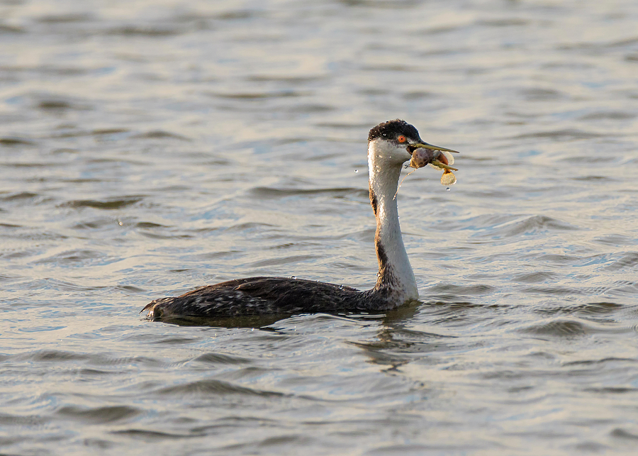 Western Grebe with Fish Photograph by Loree Johnson