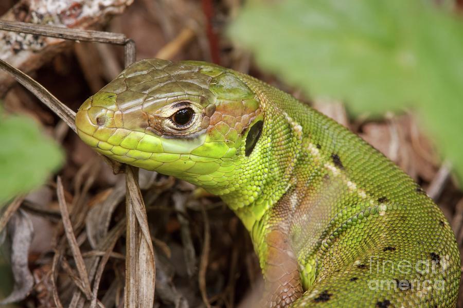Nature Photograph - Western Green Lizard by Heath Mcdonald/science Photo Library
