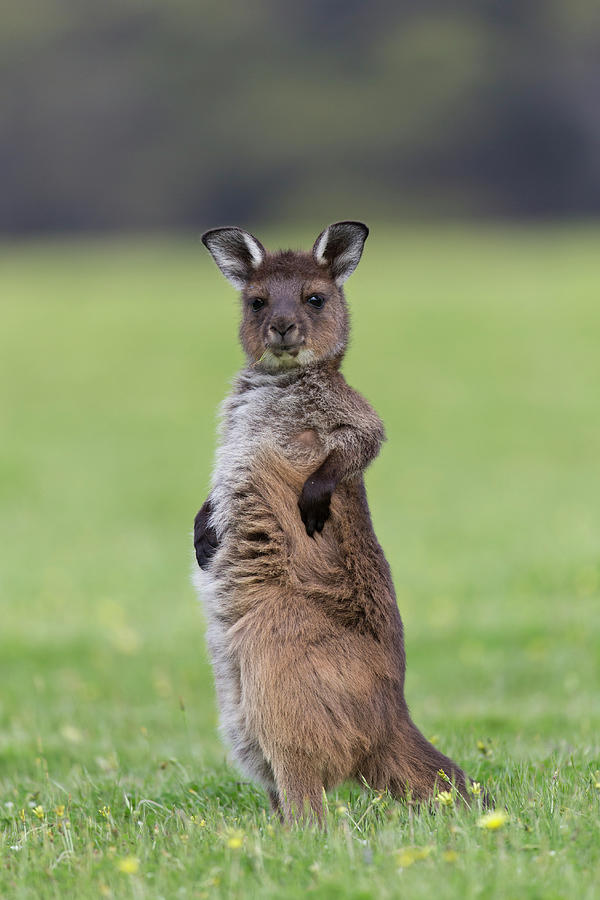 Western Grey Kangaroo Joey Photograph by Suzi Eszterhas
