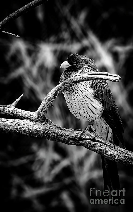 Western Grey Plantain Eater Black and White Photograph by Marina McLain