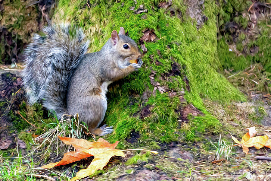 Western Grey Squirrel Digital Art by Birdly Canada