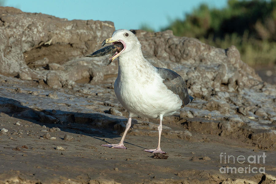 Nature Photograph - Western Gull Feeding by Christopher Swann/science Photo Library