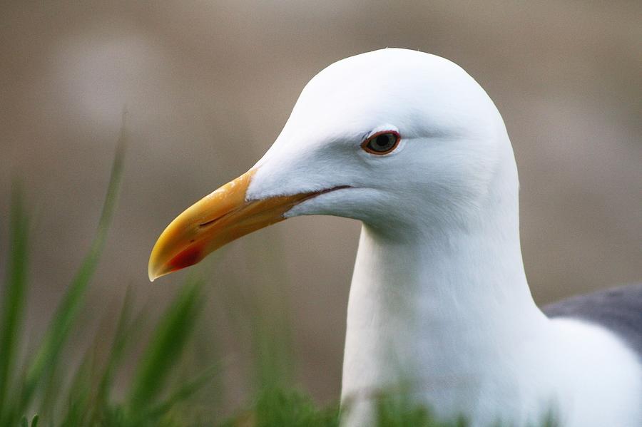 Western gull Photograph by Nata S