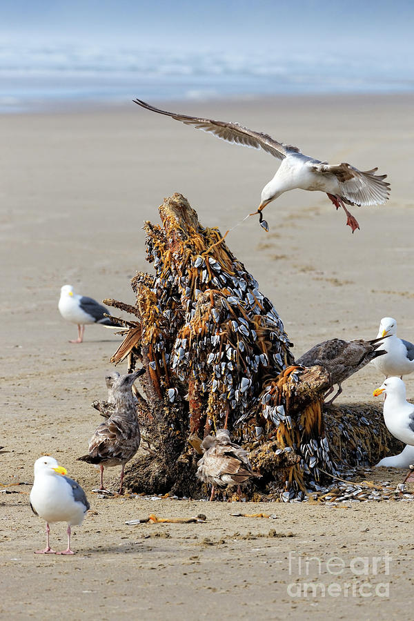 Western gulls eating Gooseneck barnacles from driftwood flotsam  Photograph by Robert C Paulson Jr