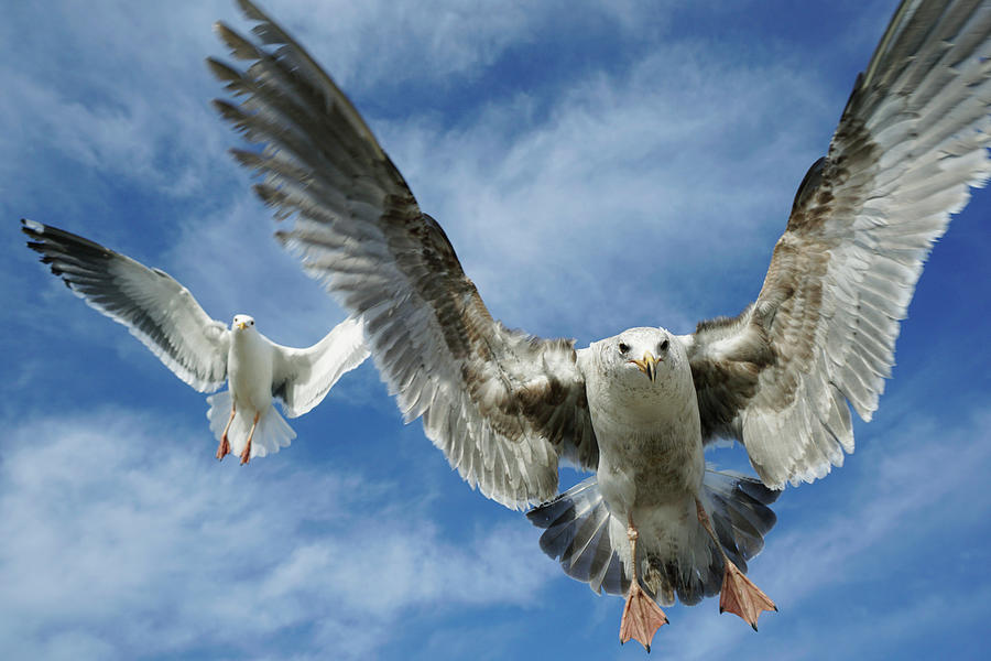 Western Gulls Flying Overhead Photograph by Hiroya Minakuchi