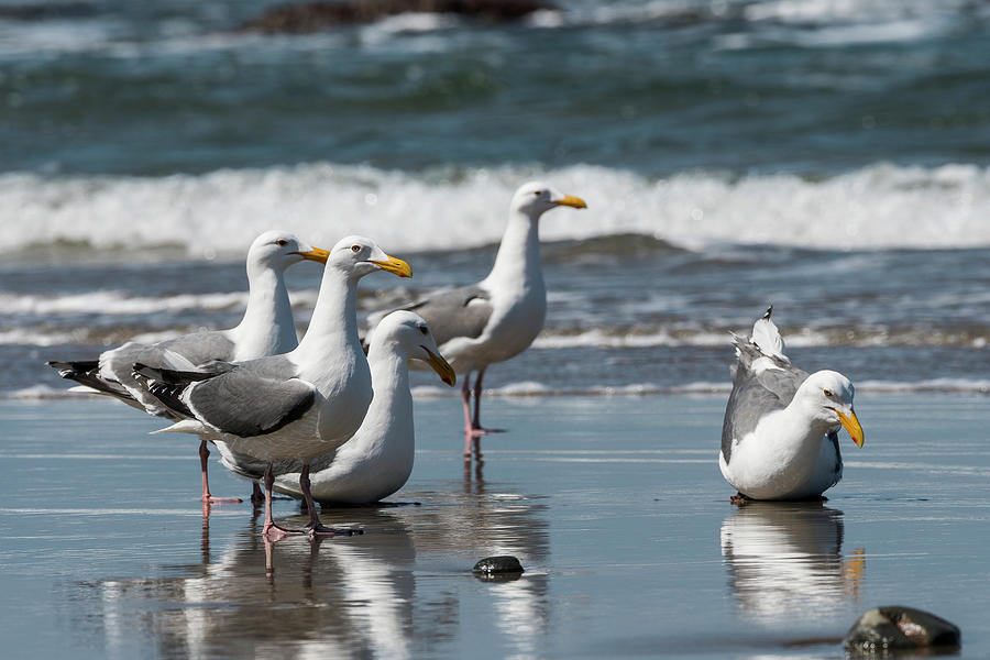 Western Gulls Reflect Photograph by Robert Potts