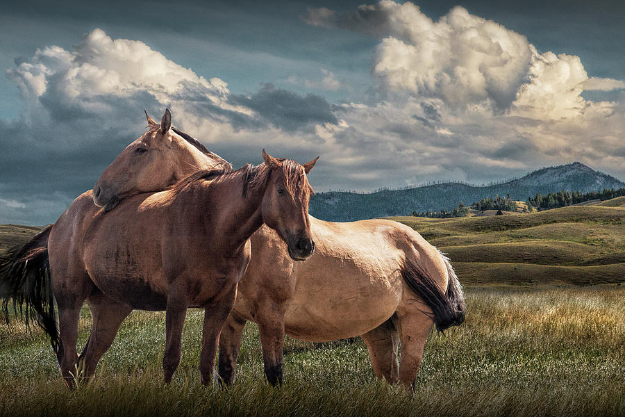 Western Horses under the Big Sky in Montana Photograph by Randall Nyhof