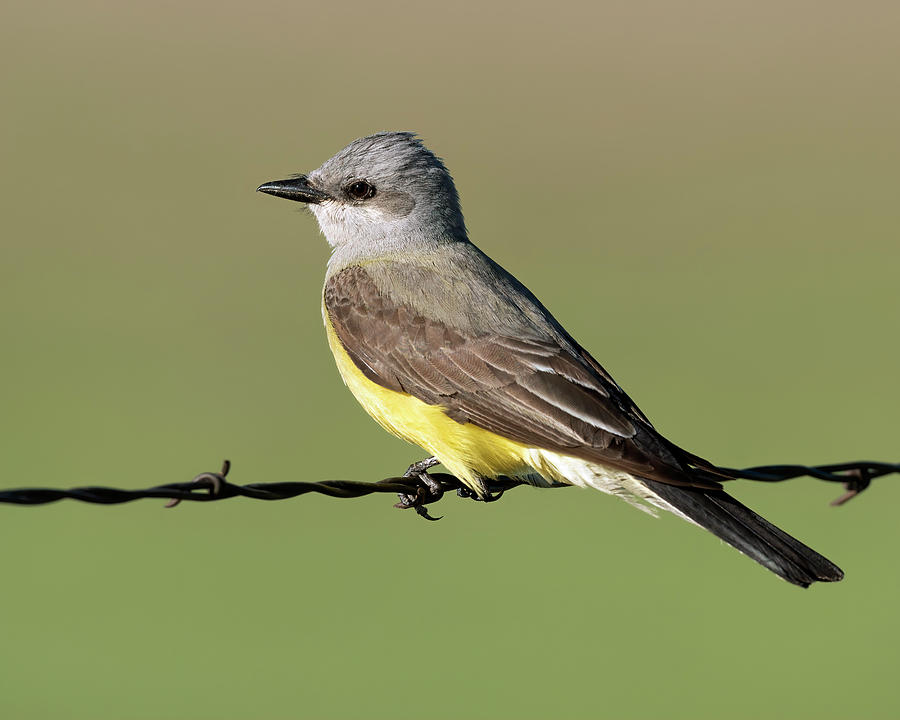 Western Kingbird On Barb Wire Photograph