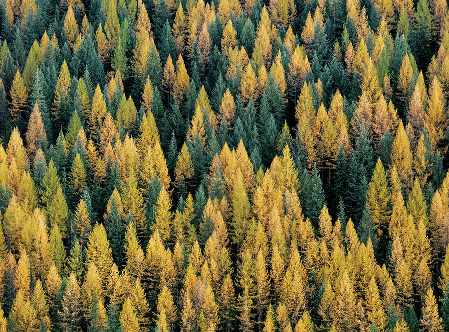 Fall Photograph - Western Larch forest by Leland D Howard