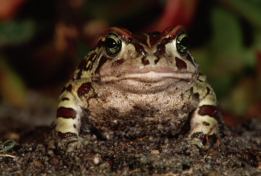Western Leopard Toad Bufo Pantherinus Photograph by Nhpa