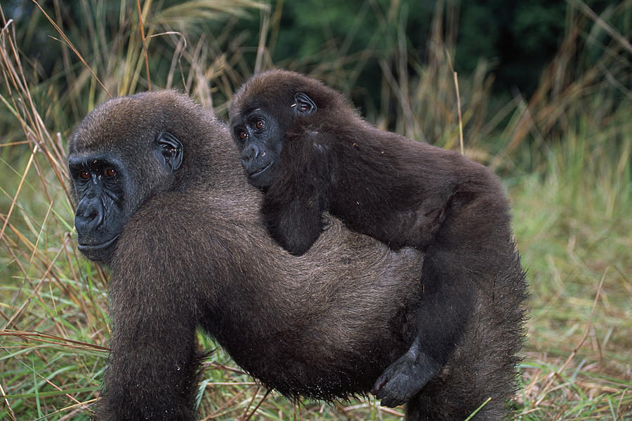 baby gorilla baby gorilla
