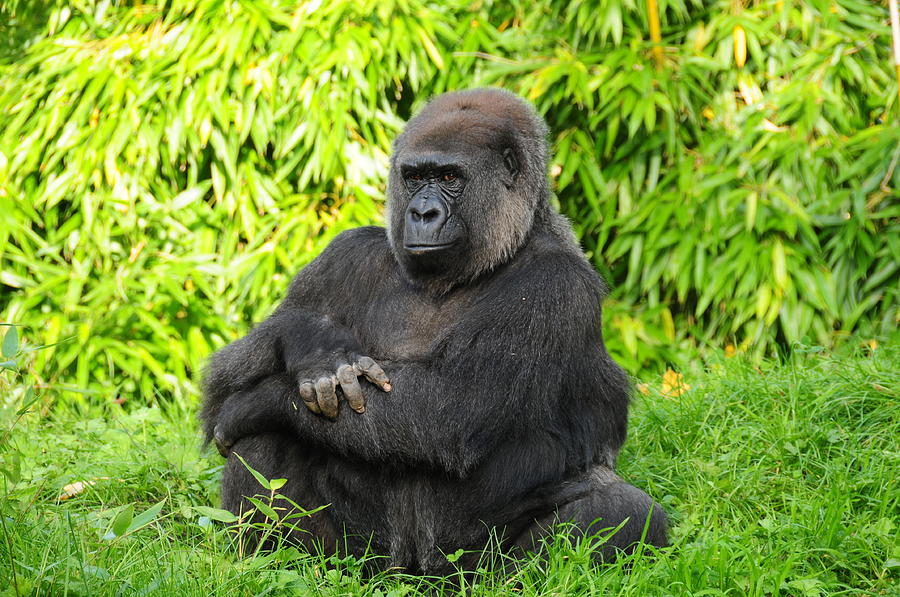 Western Lowland Gorilla Photograph by Alan lagadu