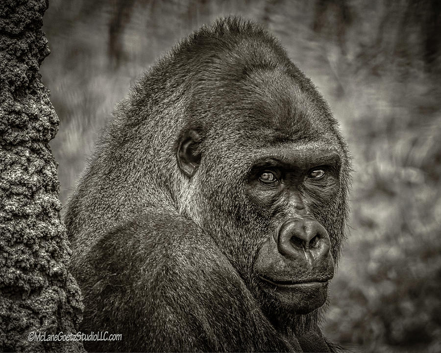 Western Lowland Gorilla Bw Photograph