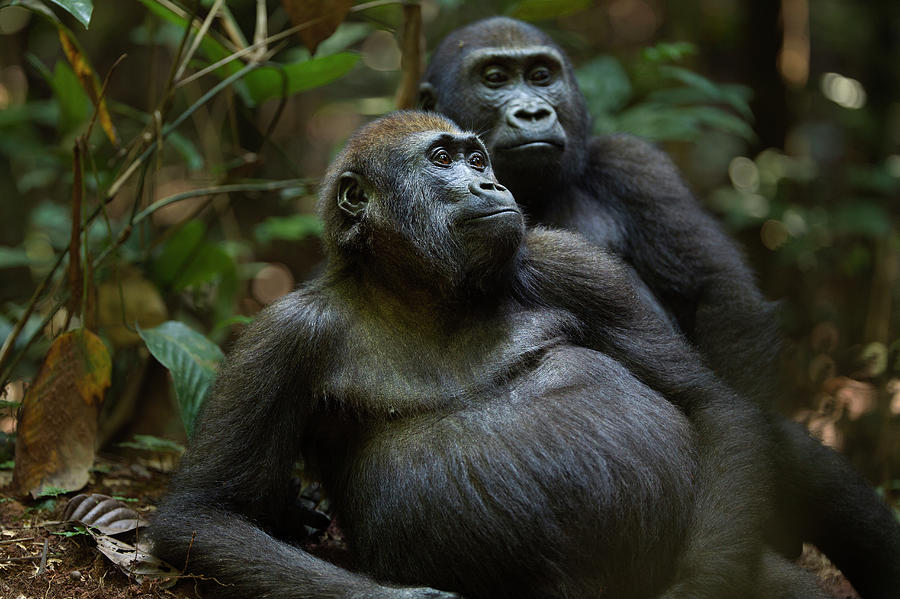 Western Lowland Gorilla Juvenile Males Photograph by Anup Shah