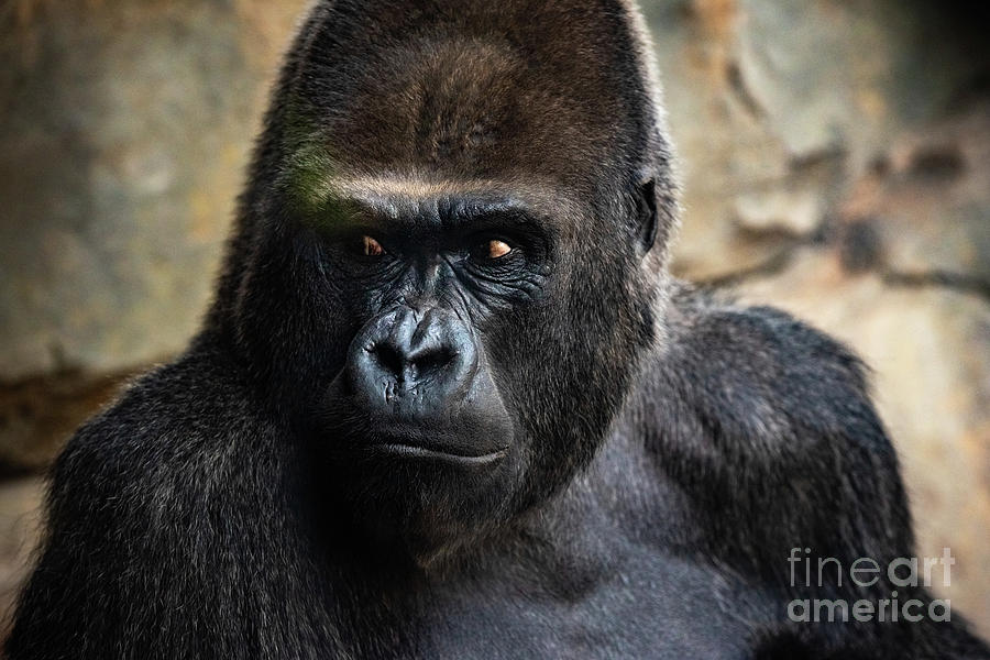 Western male gorilla sitting, Gorilla gorilla gorilla, in a zoo. Photograph by Joaquin Corbalan