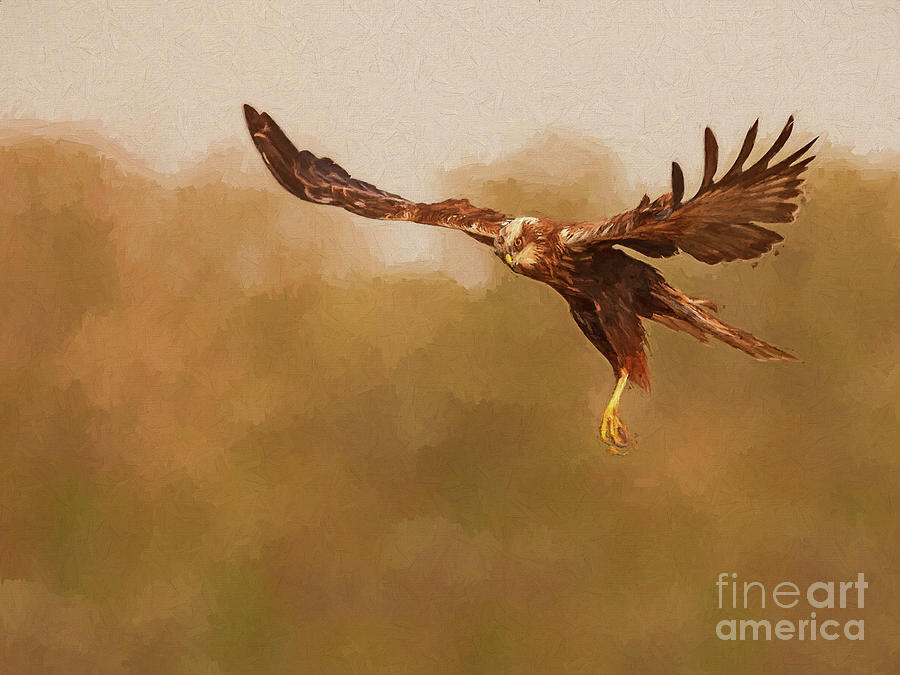 Western Marsh Harrier Digital Art by Liz Leyden