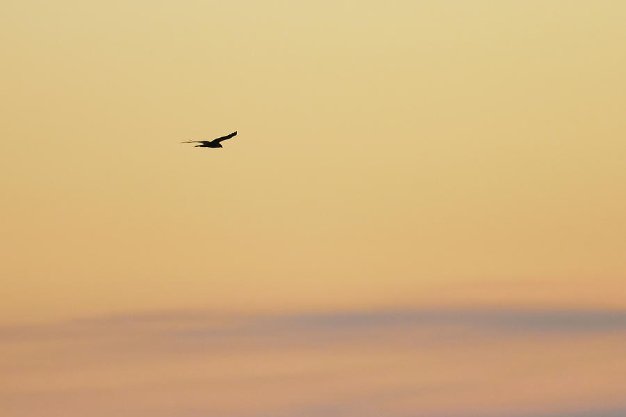 Western Marsh Harrier Silhouette Against Yellow And Orange Morni Photograph