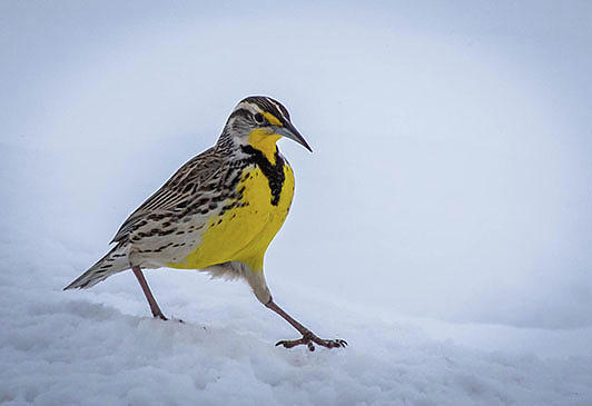 Western Meadowlark In Snow  Photograph by Wayne  Johnson