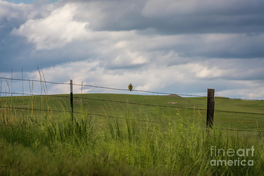 Western Meadowlark Photograph by Jon Burch Photography