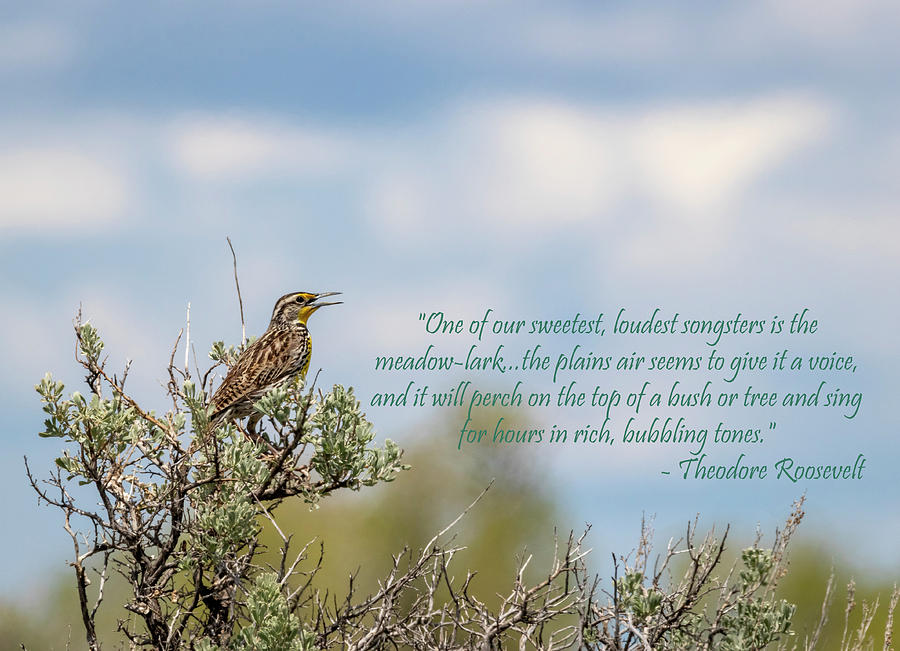Western Meadowlark with Quote by Michael Chatt Western Meadowlark with Quote by Michael Chatt