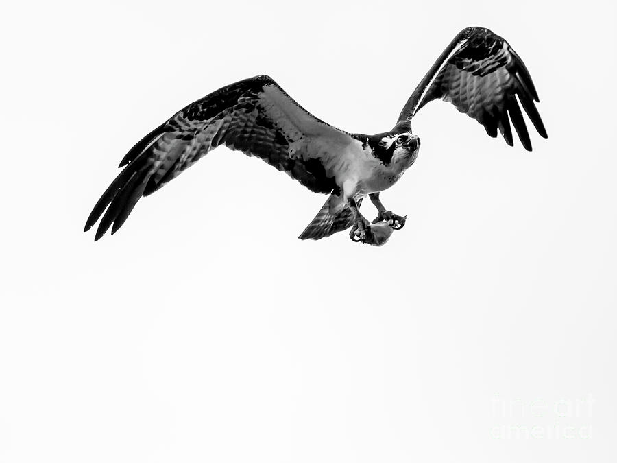 Western Osprey by Blair Howell Western Osprey by Blair Howell