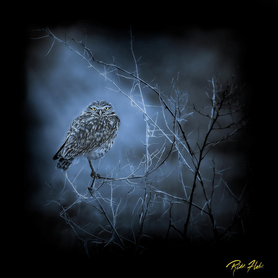 Western Owl Gloom Photograph by Rikk Flohr
