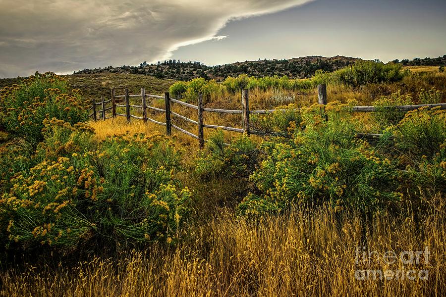 Western Rabbitbush and Fence by Jon Burch Photography Western Rabbitbush and Fence by Jon Burch Photography