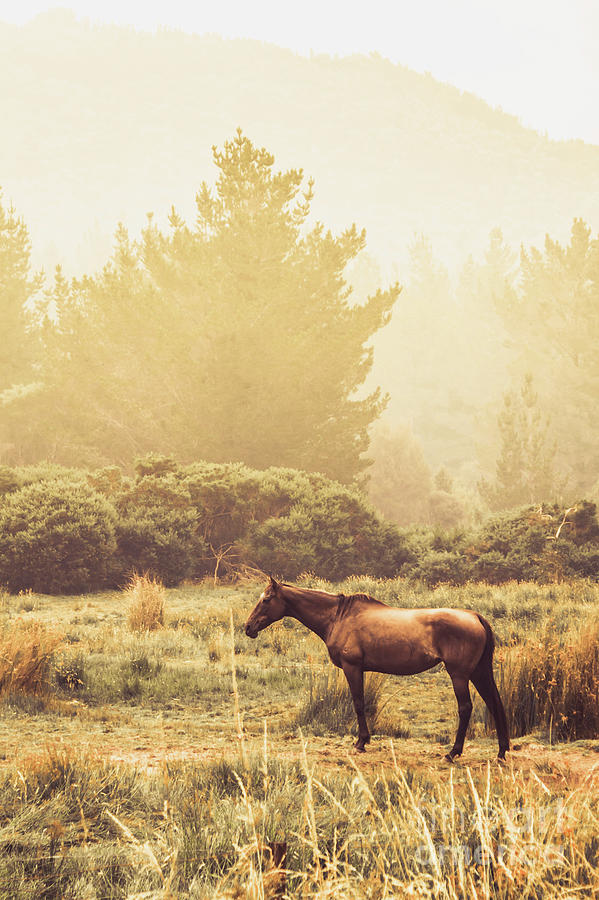 Western ranch horse Photograph by Jorgo Photography