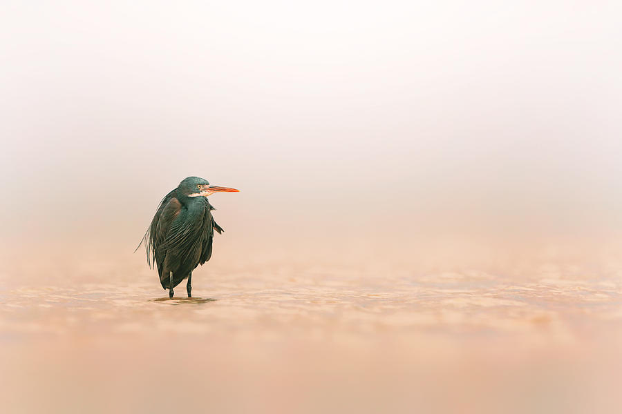 Western Reef Heron Photograph by Sina Pezeshki