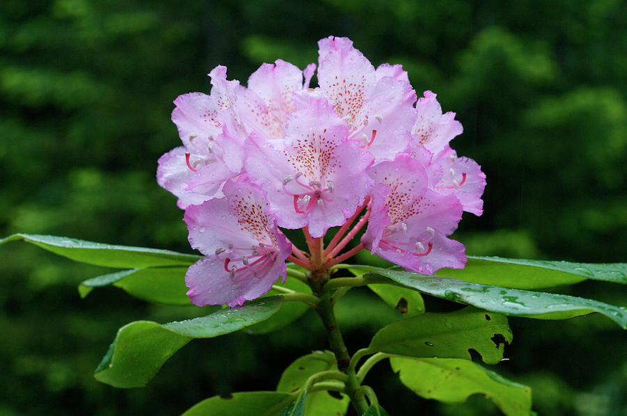 Western Rhododendron R.macrophyllum Photograph by Nhpa