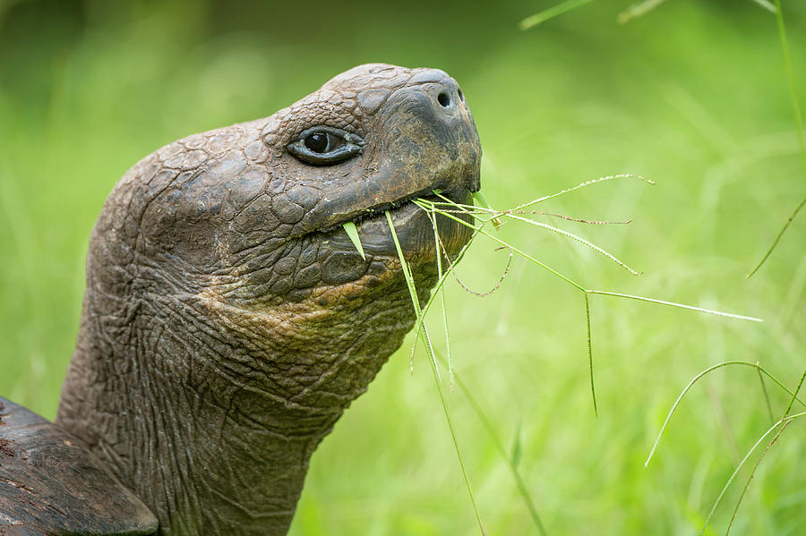 Western Santa Cruz Giant Tortoise Feeding, Galapagos Photograph by Tui ...