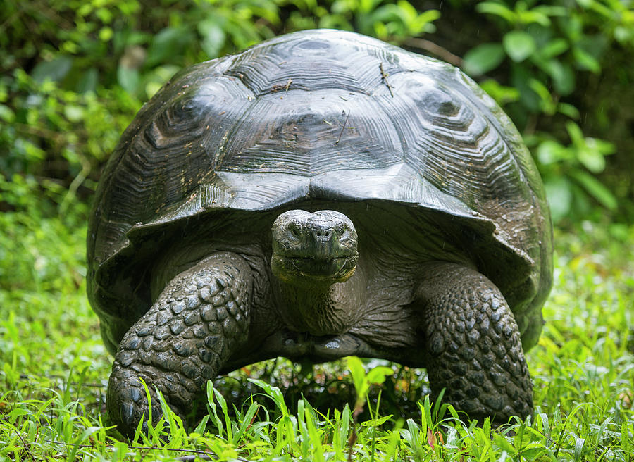 Western Santa Cruz Giant Tortoise, Santa Cruz Isl, Galapagos Photograph ...