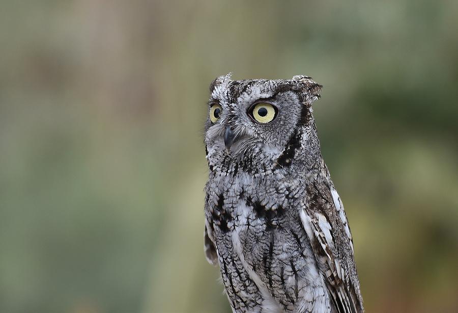 Western Screech Owl 2 Photograph by Fraida Gutovich