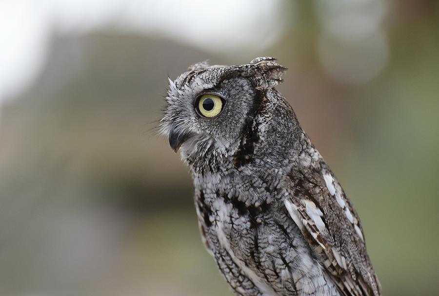 Western Screech Owl 3 Photograph by Fraida Gutovich