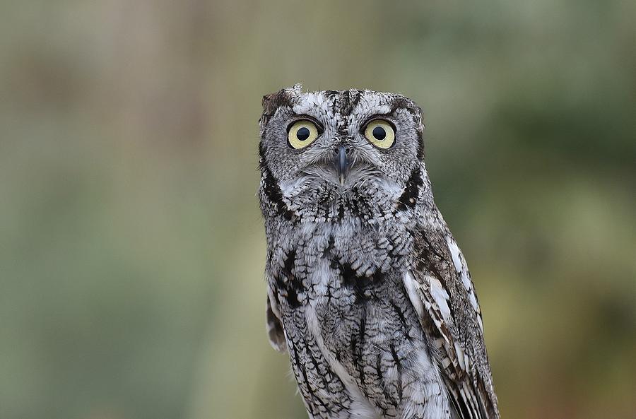 Western Screech Owl 4 Photograph by Fraida Gutovich