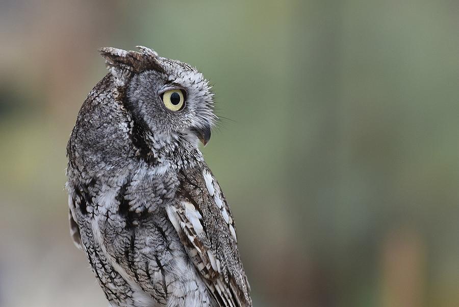 Western Screech Owl 5 Photograph by Fraida Gutovich