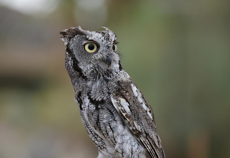 Western Screech Owl Photograph by Fraida Gutovich
