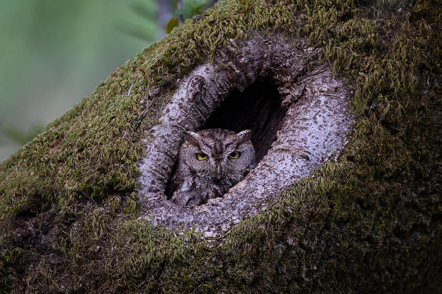 Western Screech Owl Photograph by Max Wang