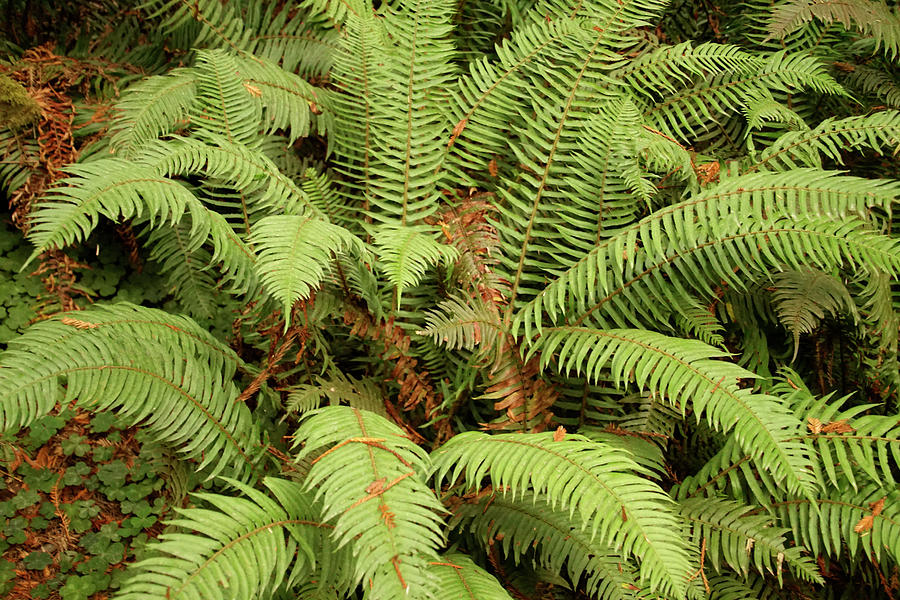 Western Sword ferns in the undergrowth of redwood forest Photograph by Steve Estvanik