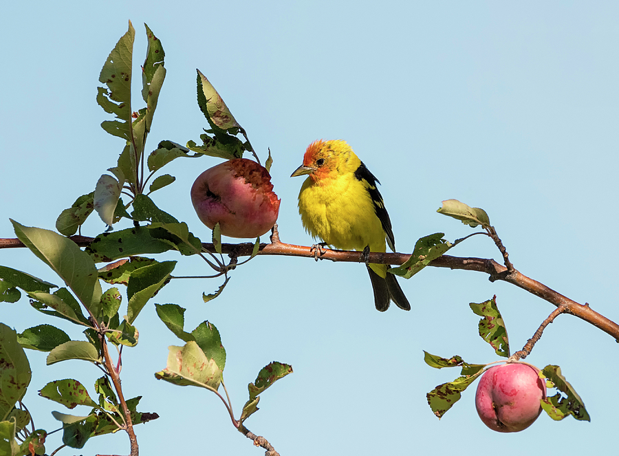 Western Tanager in the Crabapples Photograph by Loree Johnson
