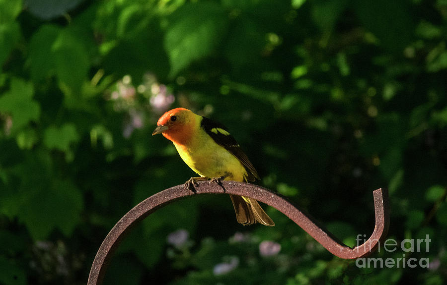 Western Tanager Photograph by Louise Magno