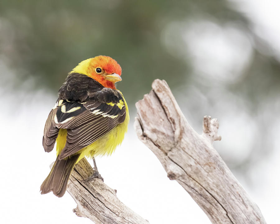 Western Tanager Male Photograph by Dawn Key