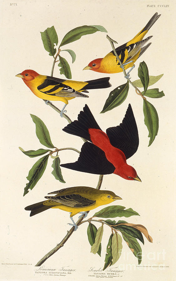 Western Tanager Scarlet Tanager Drawing by Heritage Images