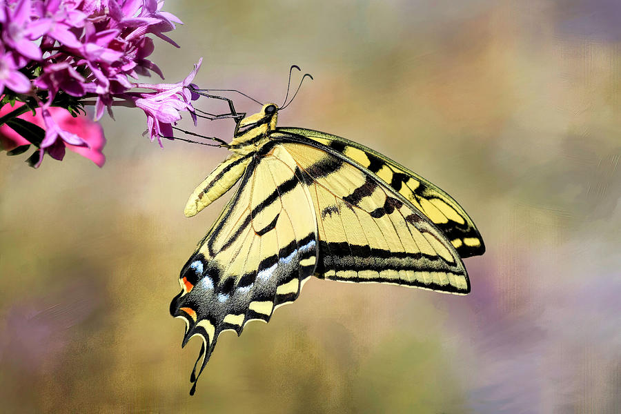 Western Tiger Swallowtail Photograph by Donna Kennedy