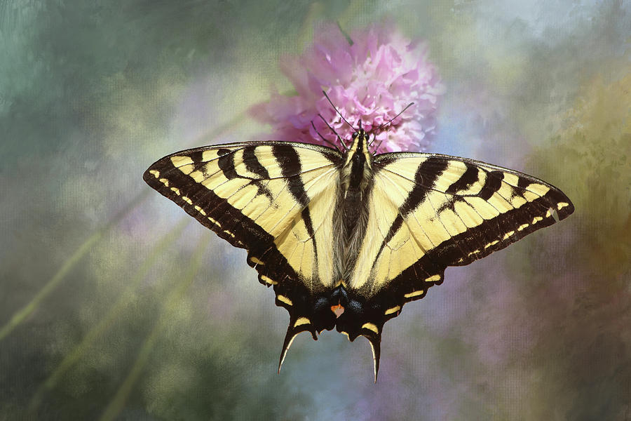 Western Tiger Swallowtail Photograph by Morgan Wright