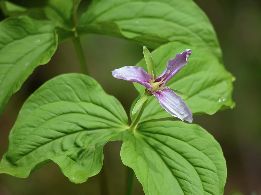 Western White Trillium Photograph by Whispering Peaks Photography