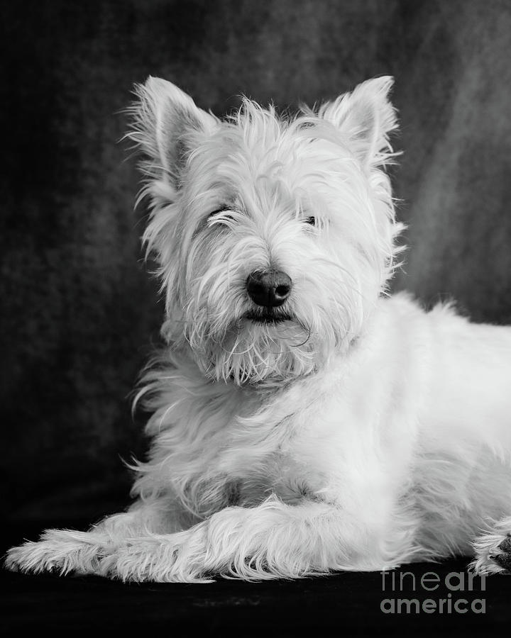 Black And White Photograph - Westie Dog by Edward Fielding
